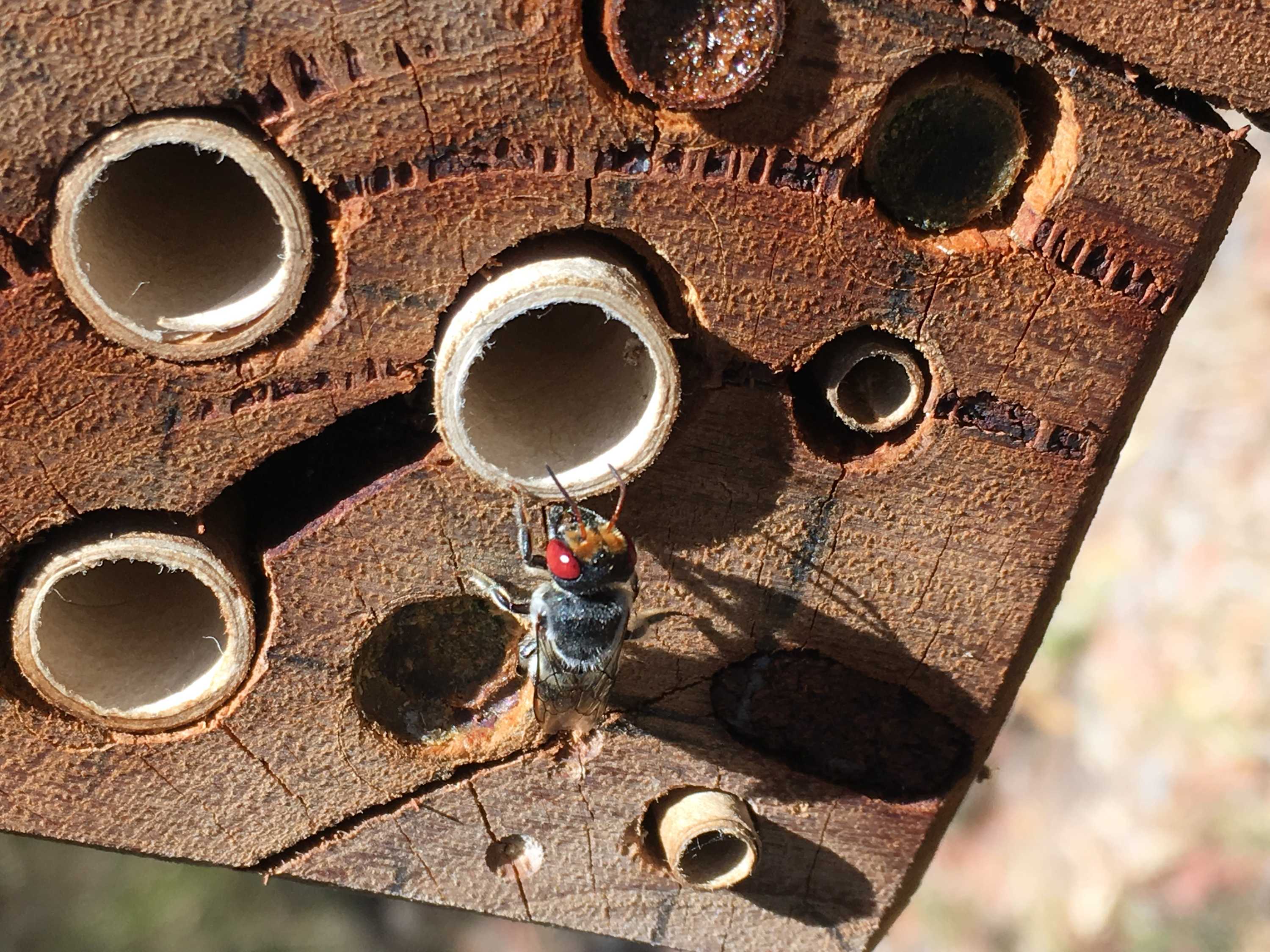 A leafcutter bee on a log with drilled holes, some with cardboard in them, making it a bee hotel
