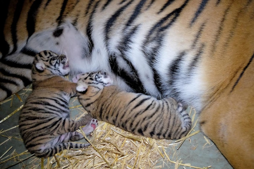 Tiger cubs cuddle up to mum