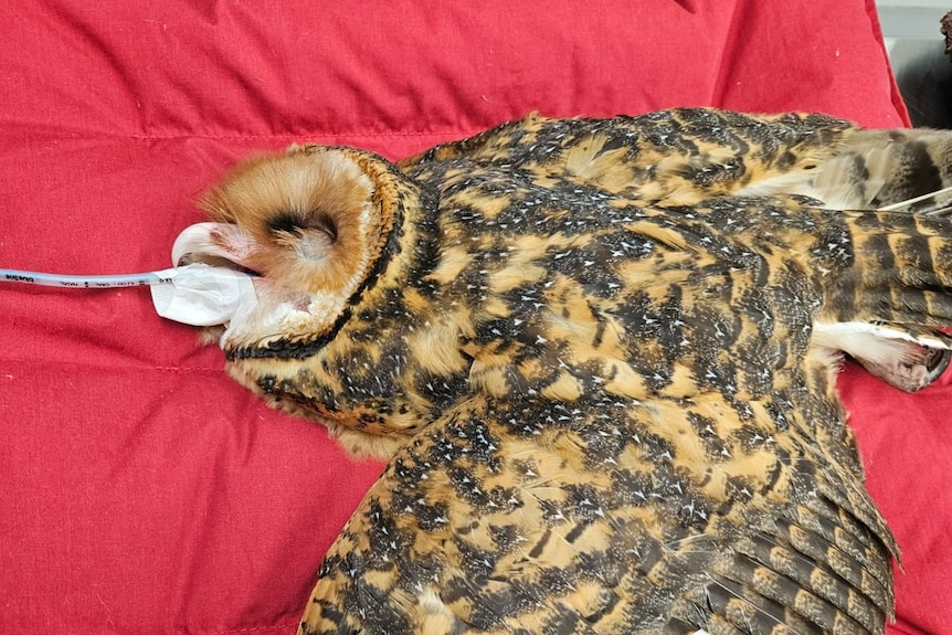 A brown and golden owl lays on a red bed under anaesthetic