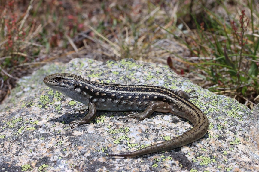 The guthega skink.