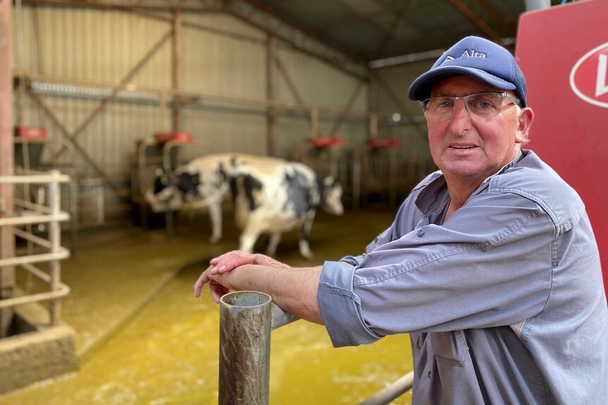 An older man in a cap and spectacles stands in a dairy shed with some cows in the background.