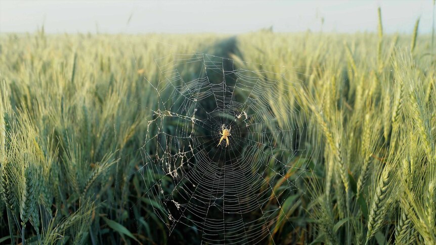 Spider suspended in web in wheat