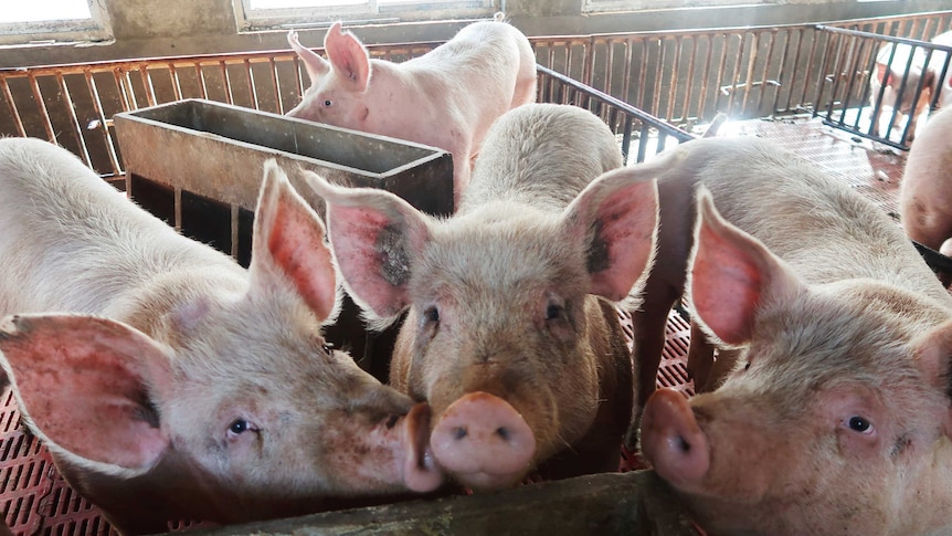 close up of faces three large pigs in a pen with others in pens behind