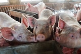 close up of faces three large pigs in a pen with others in pens behind