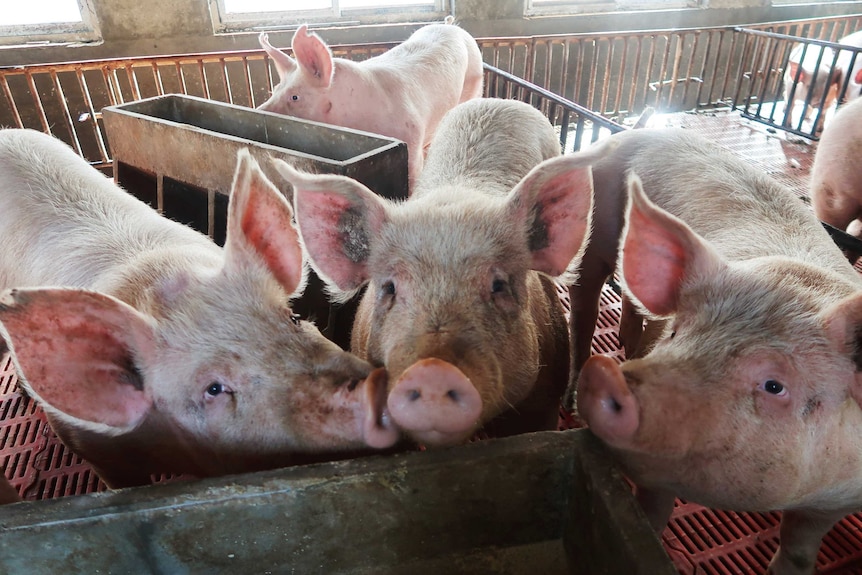 close up of faces three large pigs in a pen with others in pens behind