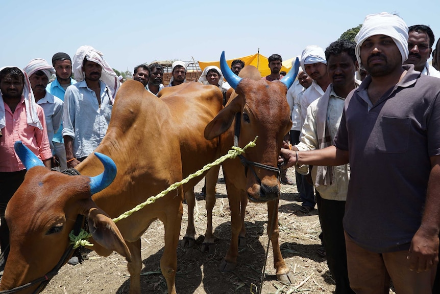 Farmer Sachin Sugaonkar tries to sell two oxen.