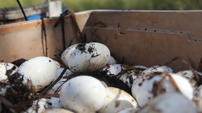 A pile of white eggs in a box, with clumps of dirt and reed among them.