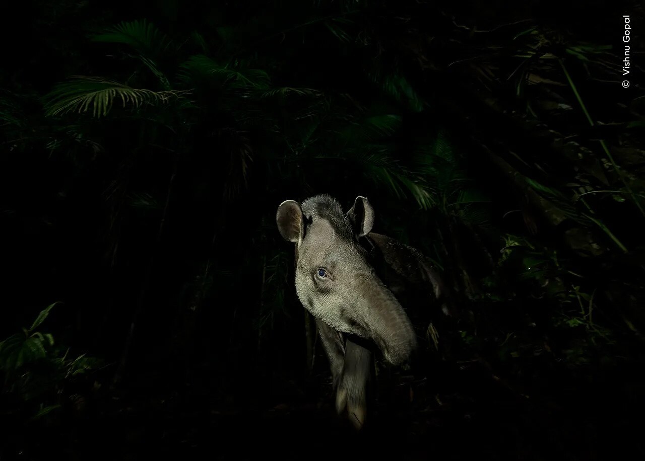 an elephant in the dark rainforest