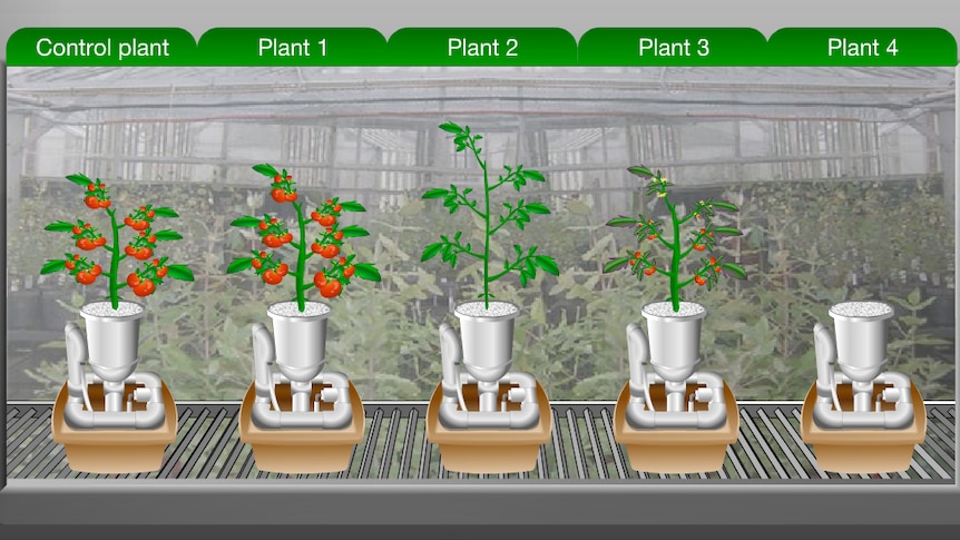 Game screenshot shows tomato plants at different stages of growth, text reads "Control plant, Plant 1, Plant 2, Plant 3, Plant 4