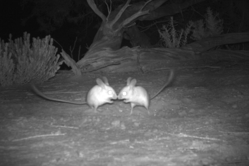 Two mice next to each other in a night vision photograph.