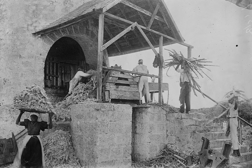 A black and white photo of people holding huge piles of sugar cane