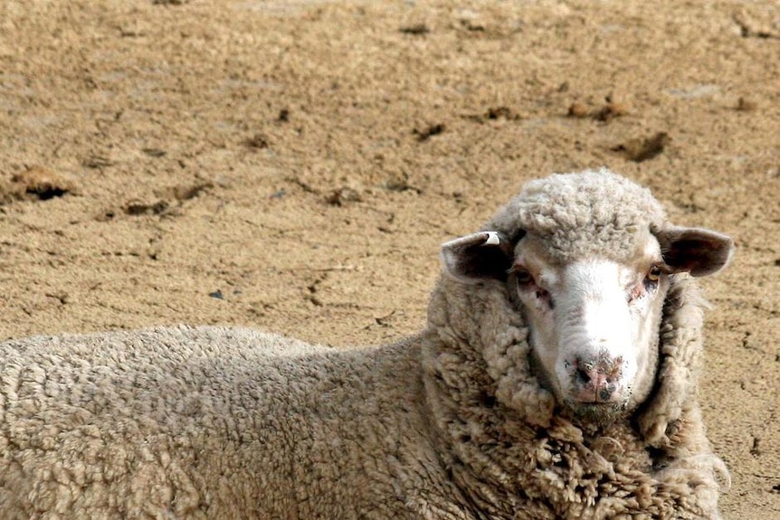 A sheep lies stuck in a dam after coming in for water on a property