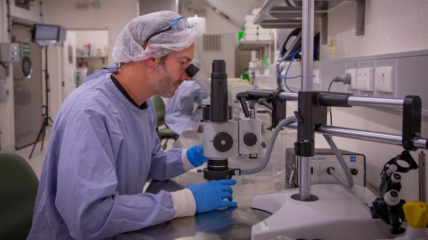 Scientist David William in a blue lab coat, blue gloves and hair net looks through a microscope in a lab.