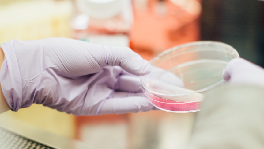 A pair of gloved hands hold a petri dish containing liquid.