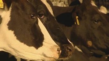 Dairy cows standing in a row