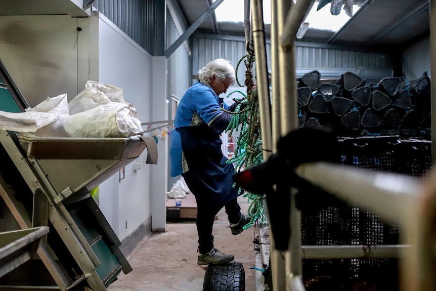 Woman with white hair wearing navy blue apron and blue shirt hops down off the side of a boat in a shed