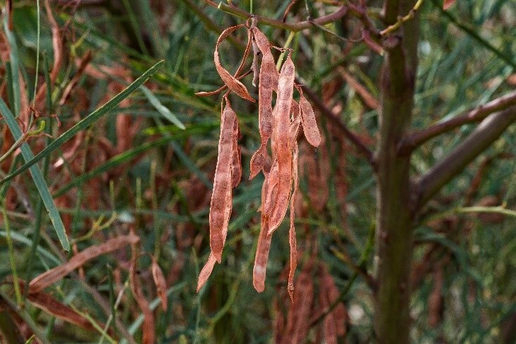 Hanging pods of the swamp wattle (Wirilda) with edible seeds.