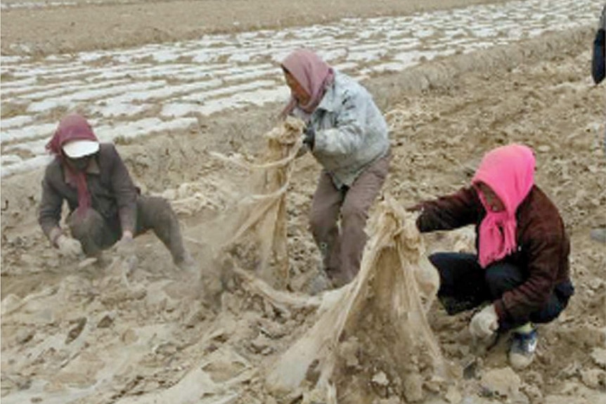 Three farm workers picking up a sheet of plastic