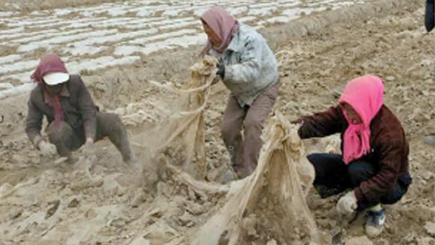 Three farm workers picking up a sheet of plastic