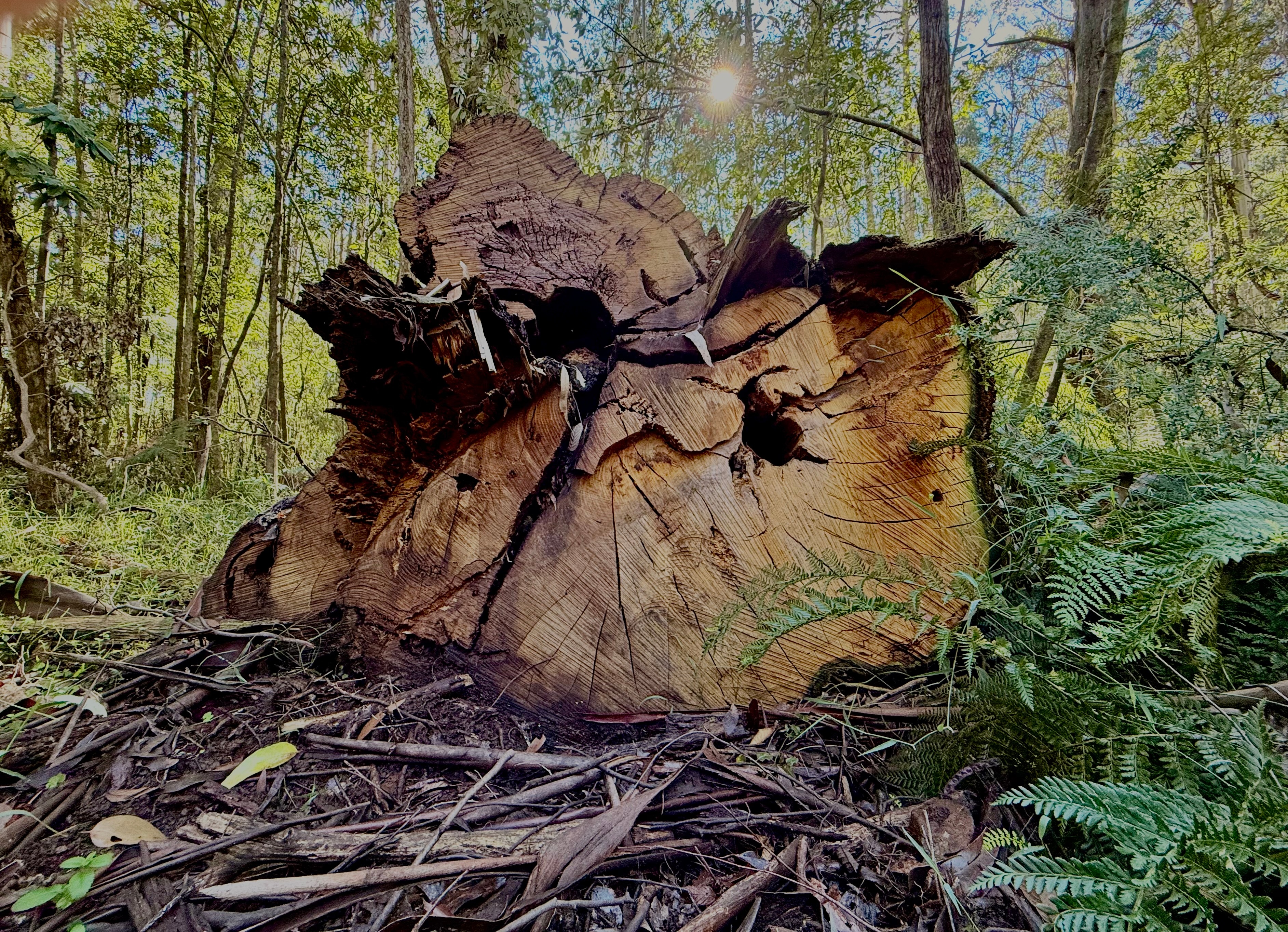 Environmental groups raise concerns about logging 'by stealth'