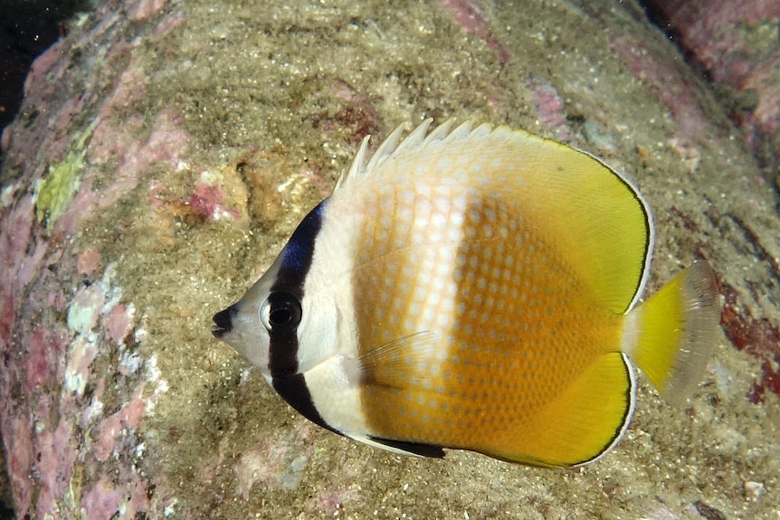 A healthy looking tropical fish, with spotted body, showy fins, bordered in black at the back and a black stripe around its face