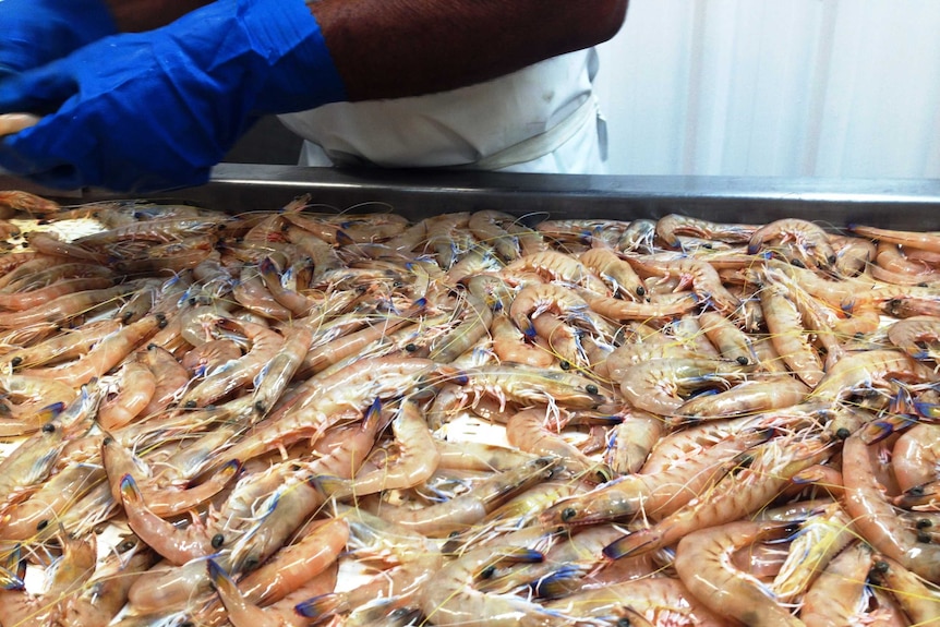 Raw wild caught prawns wait to be processed