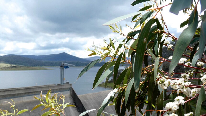 Flowering eucalyptus in front of a dam