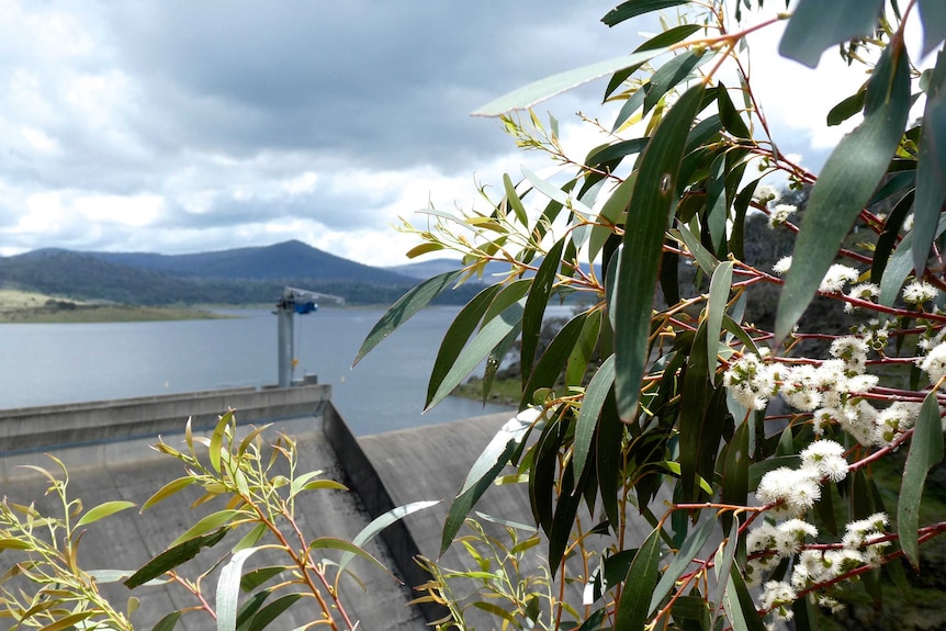Flowering eucalyptus in front of a dam