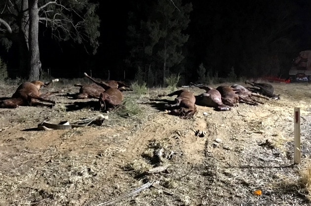 Horses destroyed after fatal accident near Dubbo