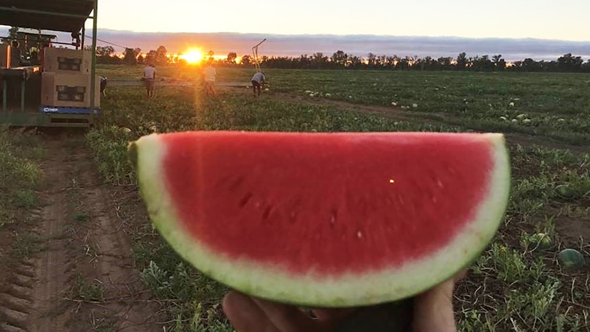 A slice of watermelon held up on a watermelon farm in southern Queensland