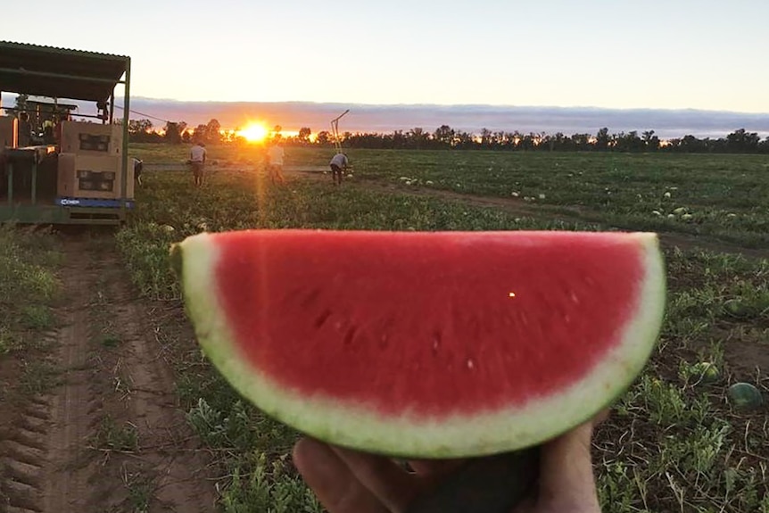 A slice of watermelon held up on a watermelon farm in southern Queensland