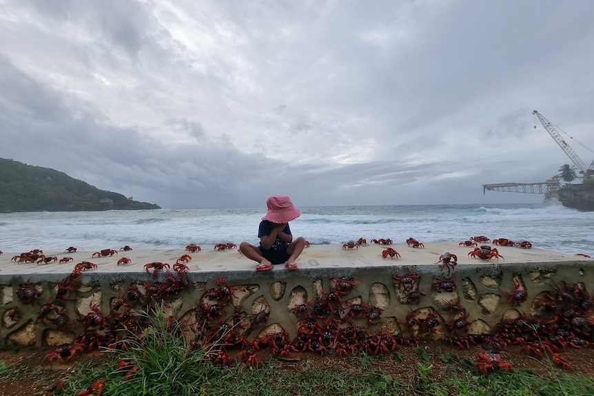 A young girl sits on a sidewalk next to a group of female red crabs.
