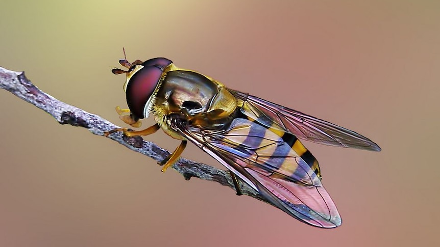 A black and yellow hoverfly on a twig