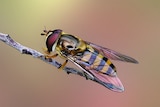 A black and yellow hoverfly on a twig