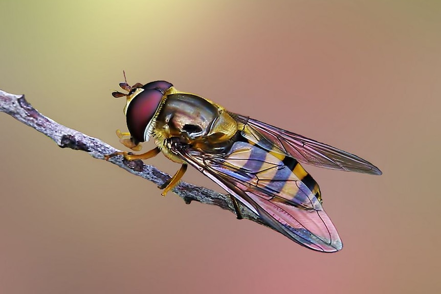 A black and yellow hoverfly on a twig
