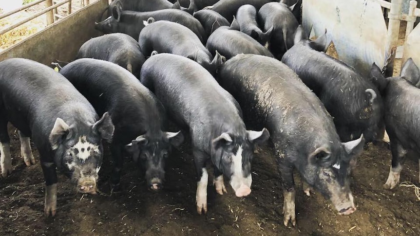 A number of Berkshire Pigs in a pen - Mark Wheal Beachport Berkshires
