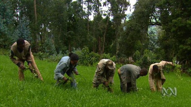 Ethiopians pick plants from ground