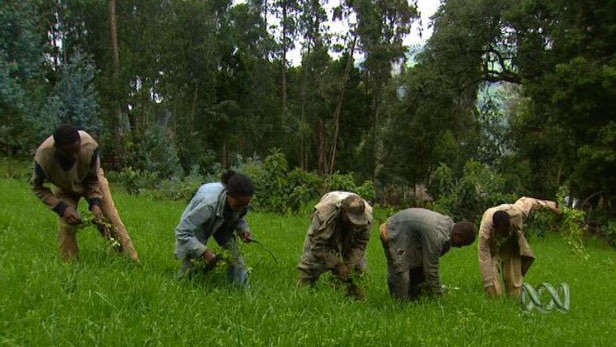 Ethiopians pick plants from ground