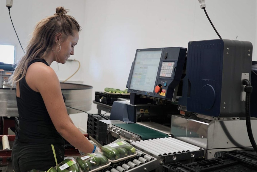 girl working packing zucchini