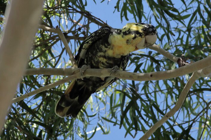A black cockatoo with mottled yellow plumage perches in a gum tree 