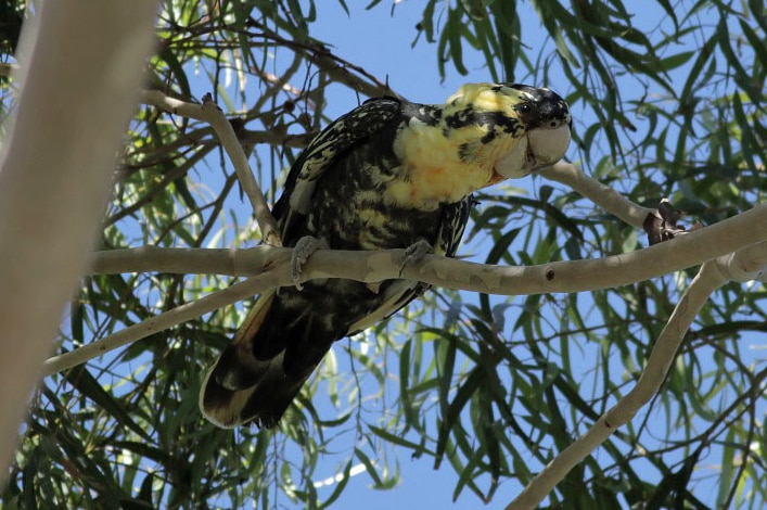 A rare black cockatoo with yellow feathering
