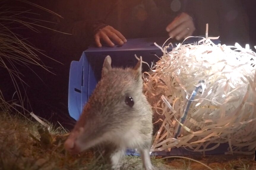 A bandicoot looks at the camera as it leaves its travel box