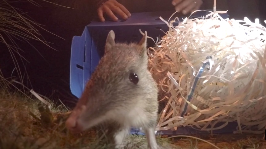 A bandicoot looks at the camera as it leaves its travel box