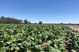 illegal tobacco crop