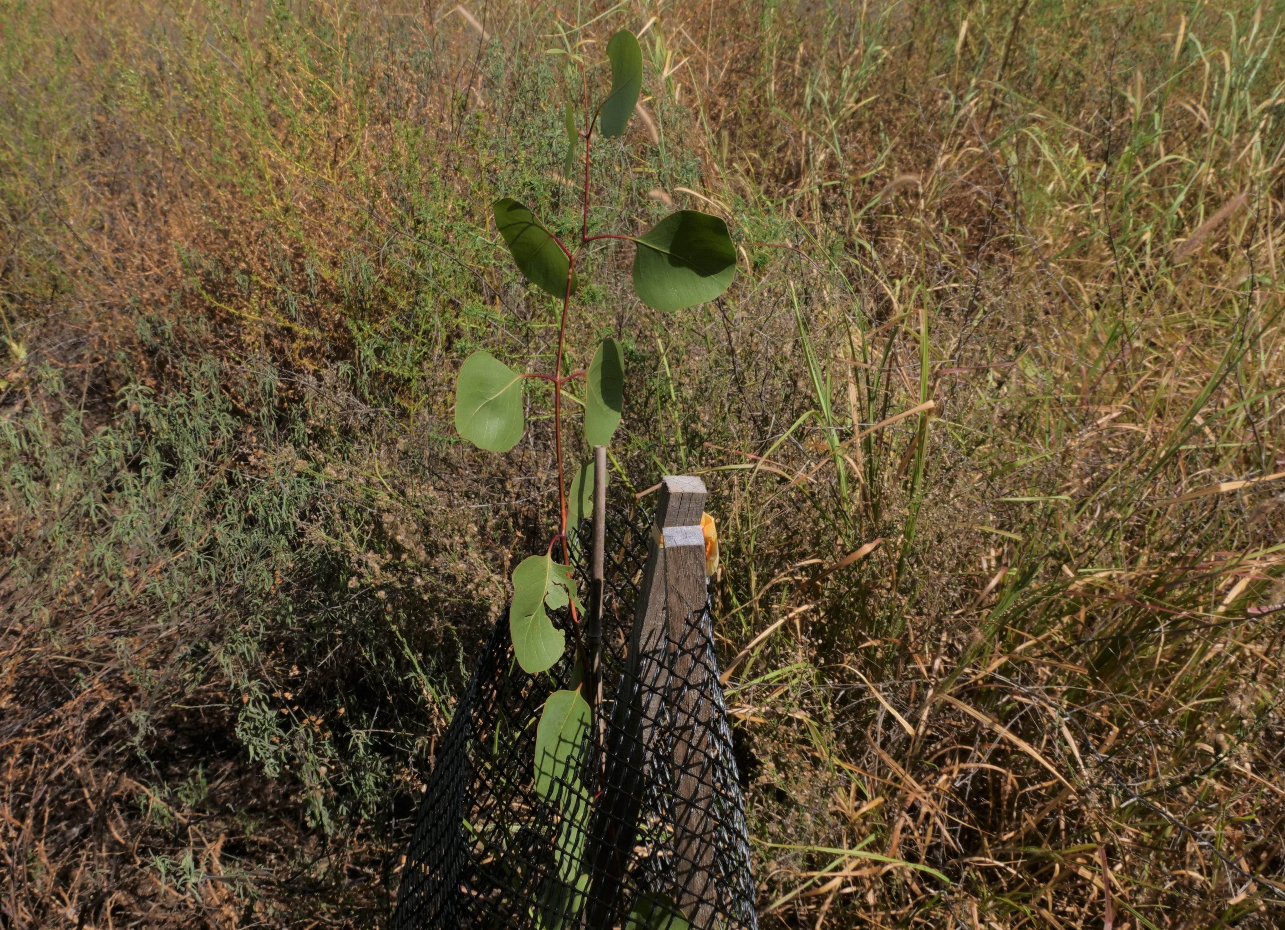 Queensland Grazier Planting 10ha Tree Corridor To Improve Productivity ...