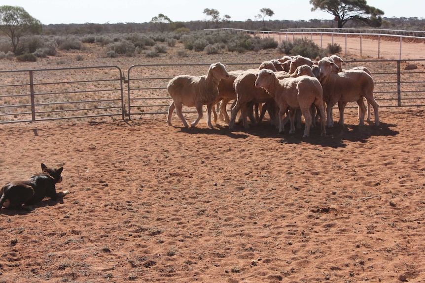 Glendambo field day sheep dog