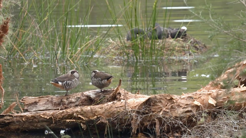 Birds resting on a log next to a lake.