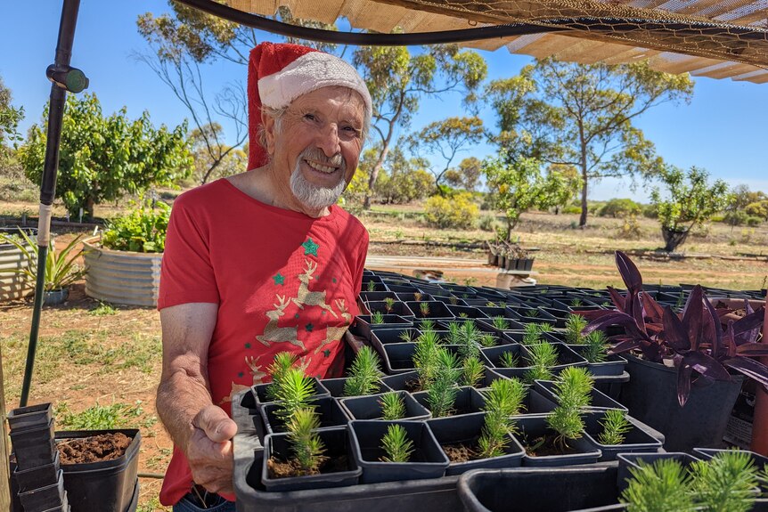 An old white man, Ed Simpfendorfer, in a red santa hat holds up some baby aleppo pine trees.