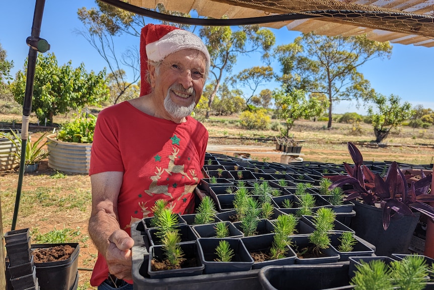 An old white man, Ed Simpfendorfer, in a red santa hat holds up some baby aleppo pine trees.