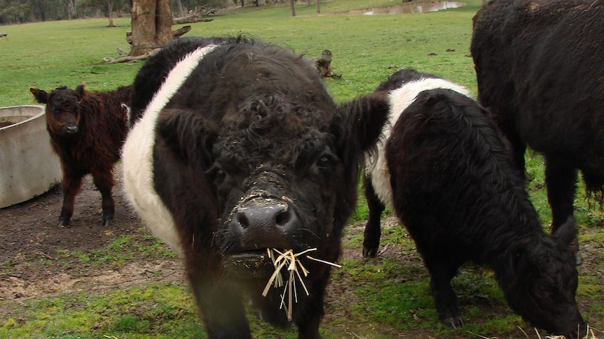 Sally, Belted Galloway